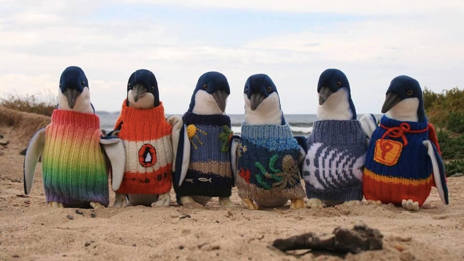 Stuffed toy penguins displaying the sweaters at Phillip Island. Credit: Huffington Post