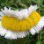 Freaky Photos Of Daisies From Fukushima’s ‘Safe Zone’ Caused By ‘Hormonal Imbalances’