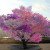 This Amazing Tree Can Grow 40 Different Kinds Of Fruit!
