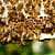 US Beekeepers Report That Honeybee Populations Are Growing Again!