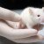 New Study: GMO Corn Makes Rats Infertile