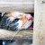 Activists Save 1,000 Cats On their Way To Be Illegally Slaughtered In China…