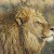 Americans Are Responsible For 75% Of All Lion Trophy Kills In Africa