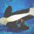 Killer Whale Dies Of Fungal Infection At San Antonio Sea World