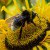Victory! US Federal Court Bans Insecticide Linked To Bee Deaths