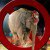 Netherlands Bans Wild Animals In Circuses