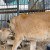 33 Rescued Circus Lions In South America Will Soon Fly Home to Africa!