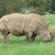 The Sumatran Rhino Is Officially Extinct In The Malaysian Wild