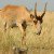 60,000 Endangered Antelope Died Within 4 Days, And Scientists Still Don’t Know Why…
