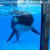 Sea World Wants To Take Legal Action After They Got Banned From Breeding Orcas