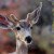 Robotic Deer Will Help Catch Wildlife Poachers In Arizona