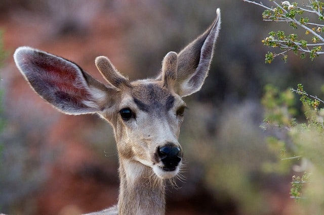 mule-deer-956692_640