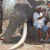 Africa’s Largest Elephant Was Just Killed By A German Hunter