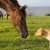Study: Kids Raised With Puppies Or Ponies Have Reduced Risk For Asthma