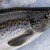 FDA Approves Genetically Modified Salmon, Deems It ‘Safe’ For Human Consumption