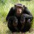 The US Government Is Officially Retiring Its Chimpanzee Research