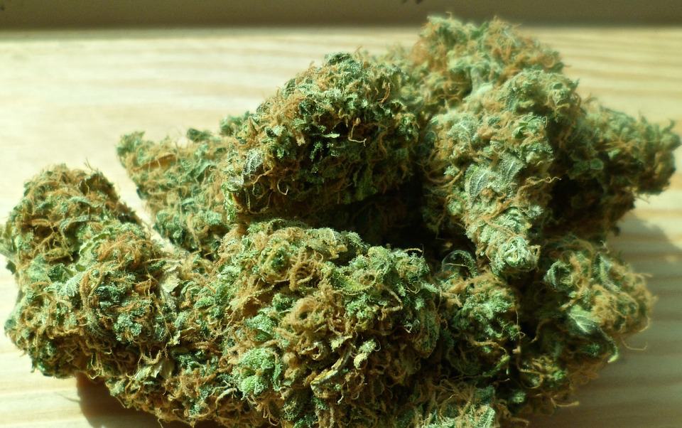 Cannabis2