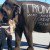 Donald Trump’s Rally Featured A Circus Elephant Owned By A Man Repeatedly Arrested For Animal Cruelty