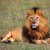 African Lions Have Been Added To The U.S.’ Endangered Species Act