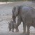 This Baby Elephant Does NOT Want To Accept That Bath Time is Over [Watch]