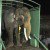 One-Eared Elephant Finally Rescued After Decades Of Abuse And Neglect