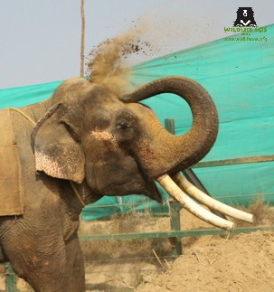 Experiencing a dust bath for the first time in ages... Credit: Wildlife SOS India