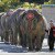 Breaking: Ringling Bros. Circus Elephants To Retire By May 2016