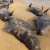 Over 80 Whales Beached Themselves In India And No One Knows Why…