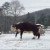 Rescued Cows See Snow For The First Time… You Must See This!