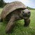 Veterinarian Revives 183-Year-Old Tortoise With Prescription For Healthier Diet