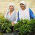 These Sister Act-ivists Grow Medical Marijuana, But Their Town Wants To Shut Them Down…