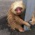 Officials Save Adorable Sloth Found Clinging To Highway Crash Barrier