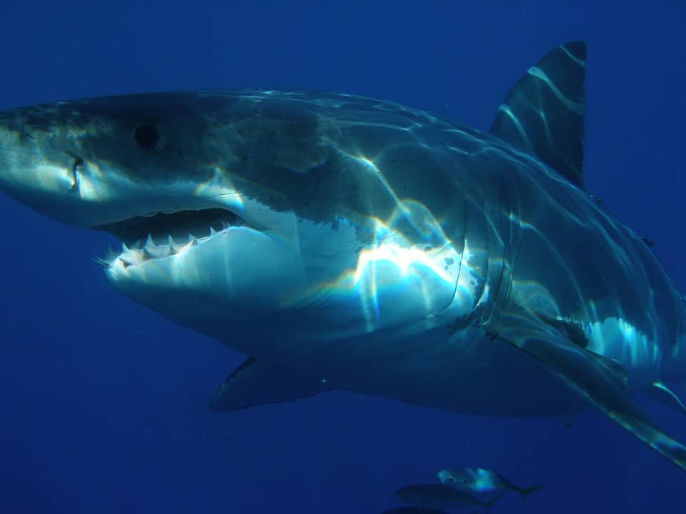 great-white-shark-398276_960_720