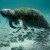 Manatee To Be Crossed Of ‘Endangered’ List As Population Rebounds By 500%
