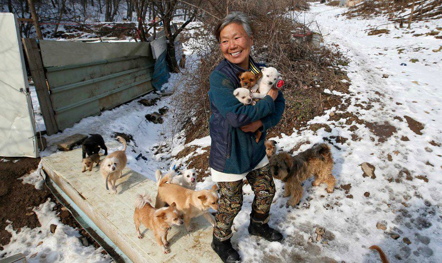 This Activist Is Raising 200 Dogs After Saving Them From South Korean Slaughterhouses