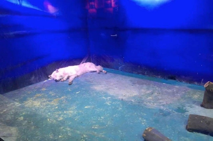 Animals Living in Horrific Conditions Made Into Spectacle at Shopping Mall