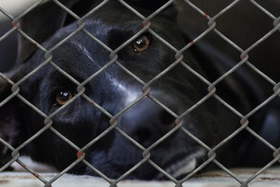 Humane? An Animal Shelter Uses This Highly Controversial Method To Put Down Dogs