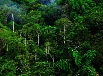 Credit: Tropical Rainforests of Ecuador