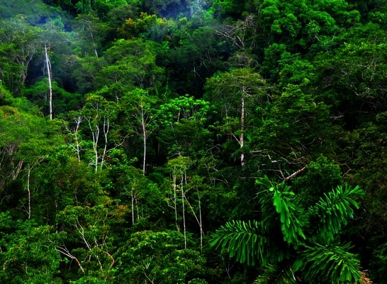 Ecuador Set To Sell One Third Of Pristine Rainforest To Chinese Oil Companies