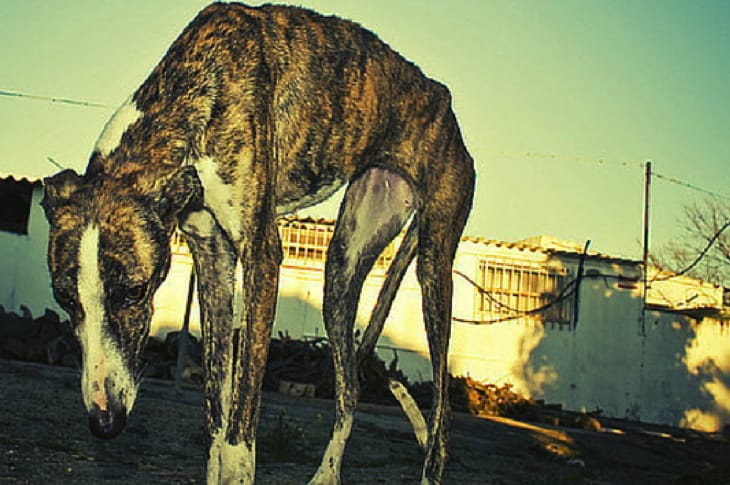 Many People Are Calling This “The Greyhound Holocaust”