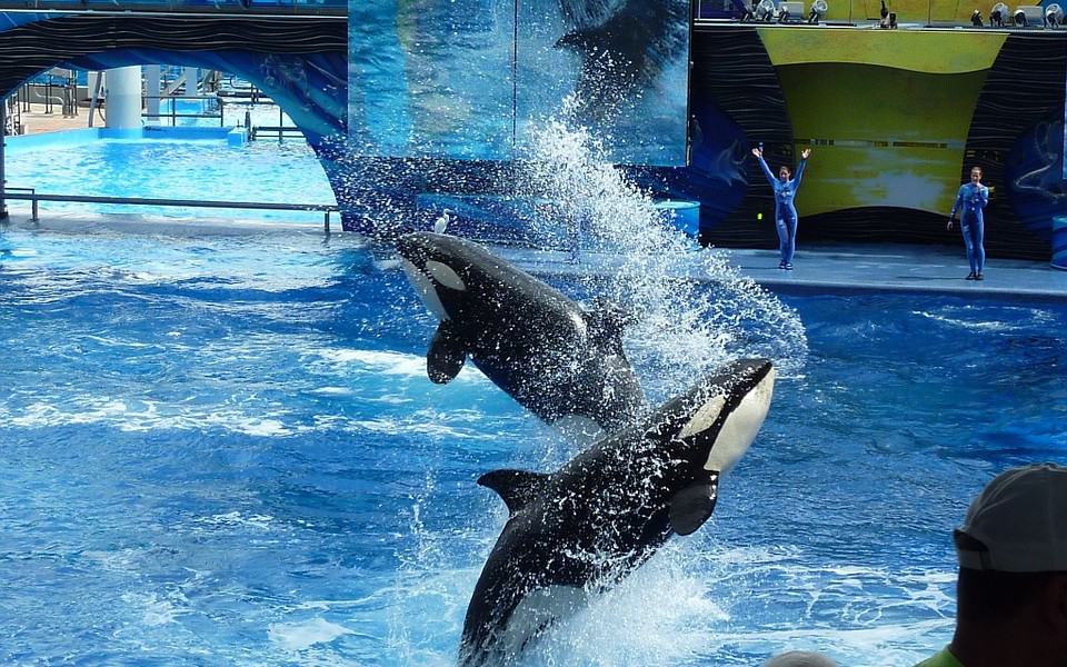 SeaWorld Admits To Sending Employees To Pose As Activists And Infiltrate Animal Rights Groups