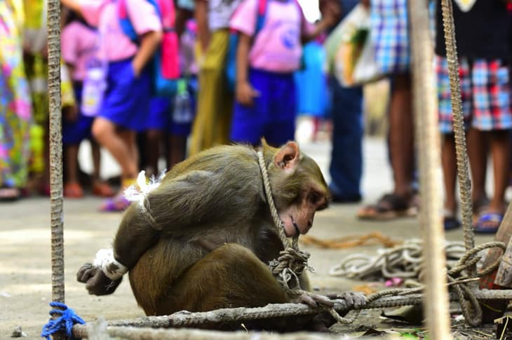 An Awful Crowd Gathers To Encourage This Monkey’s Inhumane Punishment