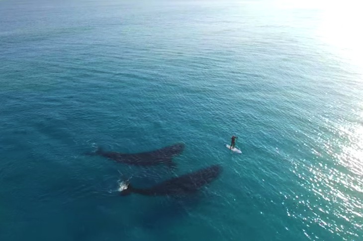Drone Captures Most Captivating Whale/Paddle Boarder Experience Ever [Watch]