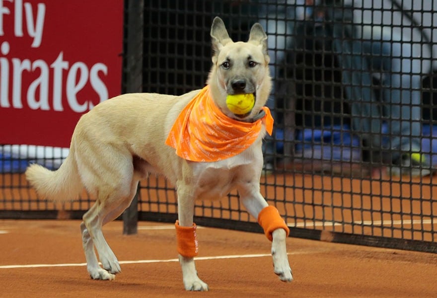 Brazil Tennis Open Employs Shelter Dogs As ‘Ball Boys’ To Inspire More Adoptions