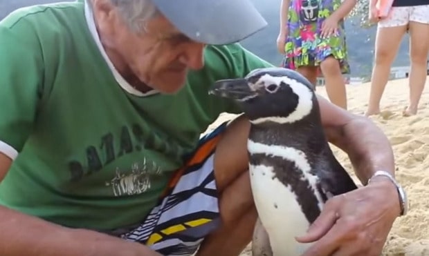 Every Year, This Penguin Swims 5,000 Miles To Reunite With The Man Who Saved His Life