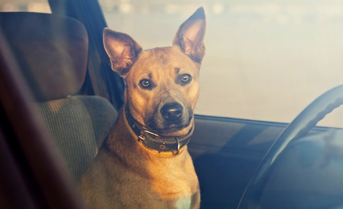 It Is Now Legal In Florida To Break Into A Hot Car To Rescue Pets And Children