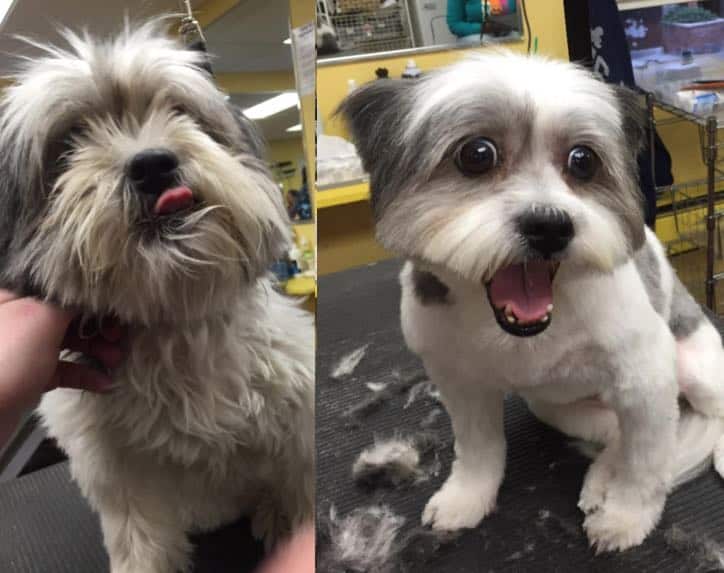 Good Samaritan Gives Shelter Dogs Free Haircuts To Help Them Get Adopted