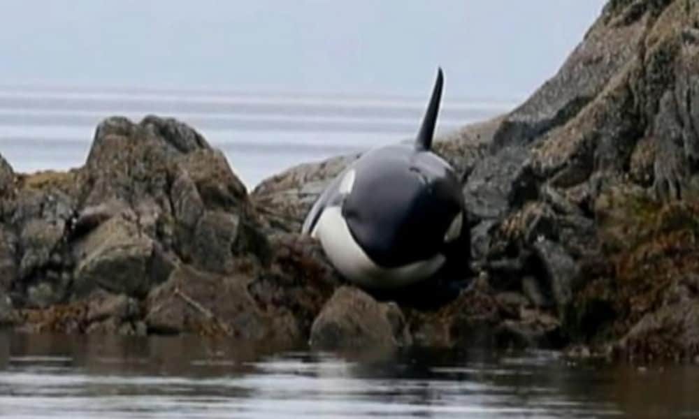 [Watch] Incredible Rescue Of Stranded Killer Whale By Compassionate Humans