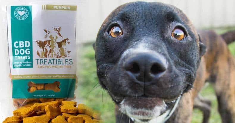 Cannabis Treats For Dogs Can Help Canines Overcome Seizures, Pain, And Even Cancer