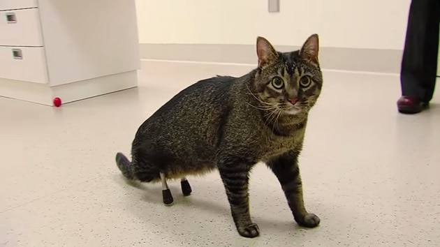 Cat Walks For The First Time After Receiving 3D Printed Legs [Watch]